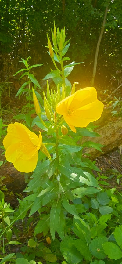 In Bardar, Moldova, a close-up shot captures two vibrant yellow flowers, likely Evening Primrose, in bloom. The flowers, with their delicate, crinkled petals, are the focal point of the image, positioned against a backdrop of lush green foliage. The plant features long, slender leaves and several unopened buds, hinting at future blooms. The environment appears to be a natural setting, possibly a garden or a wild area, with dappled sunlight filtering through the leaves of unseen trees. A fallen log is partially visible in the background, adding texture to the scene. The overall impression is one of natural beauty and tranquility.
