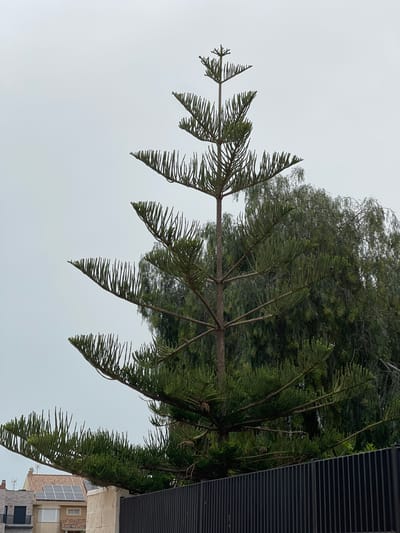 The image shows a tall, green Norfolk Island pine tree (Araucaria heterophylla) extending towards a light gray sky. The tree's branches have a characteristic triangular shape. In the background, behind the tree, are more trees and a building with solar panels on the roof. Part of a black louvered structure is visible on the right side of the image. The location is inferred to be Paiporta, Spain, based on the information given. The photograph appears to be taken from a low angle, looking upward. The image is rotated 90 degrees clockwise.