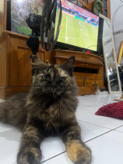 A tortoiseshell cat with green eyes is lying on a white tiled floor. The cat is facing the camera and appears to be looking at the viewer. In the background, a television screen shows a soccer game. A black oscillating fan is positioned in front of the television. To the right of the television, a tall, ornate mirror is leaning against a wooden cabinet. A red, fuzzy rug is visible on the floor to the right of the cat. The scene is set indoors, likely in a living room or common area. The lighting is natural and appears to be coming from the television and possibly a nearby window. The overall impression is one of a relaxed domestic setting. The location is identified as Mendoyo, Indonesia.