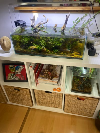The image depicts an indoor scene in Boulogne-Billancourt, France, showcasing a modular white shelving unit against a plain white wall, set upon a light wooden floor.
At the top, a large rectangular glass aquarium occupies the central space, illuminated by an overhead silver-framed light fixture. The aquarium contains clear water, numerous aquatic plants (including mosses and stem plants), and several pieces of driftwood partially submerged and extending above the water line. A black internal filter is visible on the left side, generating surface agitation. To the immediate left of the aquarium, a light-colored, oval stone object, possibly a fossil or sculpture, rests on a small metal stand. To the right of the aquarium, a clear glass contains a plant cutting with roots extending into the water, and a black European-style electrical adapter is plugged into a white power strip.
The middle shelf of the white unit contains three distinct sections. The leftmost section holds a framed picture featuring two anthropomorphic characters (one in a green hat and suit holding flowers, the other in a red dress) against a red background. The central section contains a vertical stack of magazines and books, with "Marie Claire Esprit des villes & des champs" visible on top. The rightmost section houses a smaller, cube-shaped glass terrarium or aquarium, internally illuminated, containing plants and substrate. A thin, brown tool or stick rests alongside it. On the shelf space above the central basket, two small, orange, blob-like figures are present.
The bottom shelf features three identical light-brown woven wicker baskets, each fitted with integrated handles, filling the three compartments.