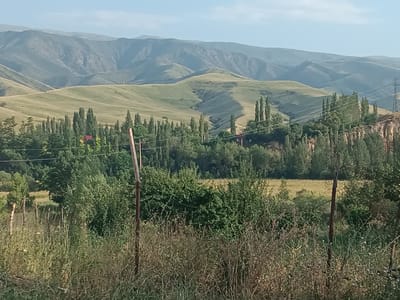 The image shows a rural landscape with rolling hills in the background. In the mid-ground, there is a line of tall, slender trees that appear to be poplars, with some denser foliage and bushes in front of them. A small red-roofed structure is partially visible amongst the trees. The foreground is filled with dry, tall grasses and a rough fence made of wooden posts and wire. A power line pole and wires are visible on the right side of the image, cutting across the tree line and the hills. The sky is a pale blue with some very light clouds. The overall scene suggests a somewhat arid, hilly region. This scene is likely located in or around the village of Mukur, Kyrgyzstan, given its typical landscape. There are no people or animals clearly visible in the image.