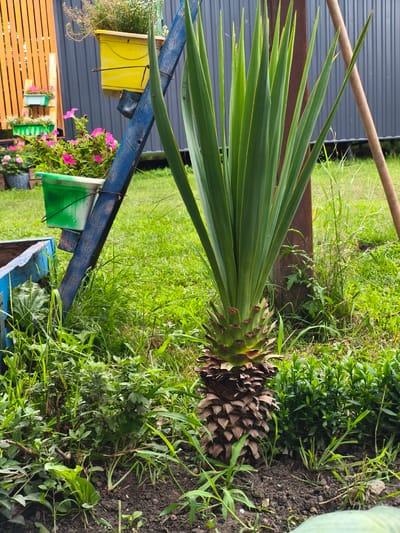 This image depicts an outdoor scene in a garden. The central subject is a young palm-like plant with a prominent, rough, bark-covered base and long, spiky green leaves extending upwards. Behind the plant, there's a dark grey corrugated metal fence. To the left of the plant, a blue wooden structure with a lean is visible, adorned with several hanging planters. These planters contain pink petunias and other greenery, with a yellow planter at the top. The ground is covered in green grass and dark soil, with some smaller plants and weeds interspersed. A wooden pole or stake is positioned to the right of the palm plant, leaning towards the right edge of the frame. The overall impression is a somewhat unkempt but colorful garden setting. The location is specified as Nevinnomyssk, Russia.
