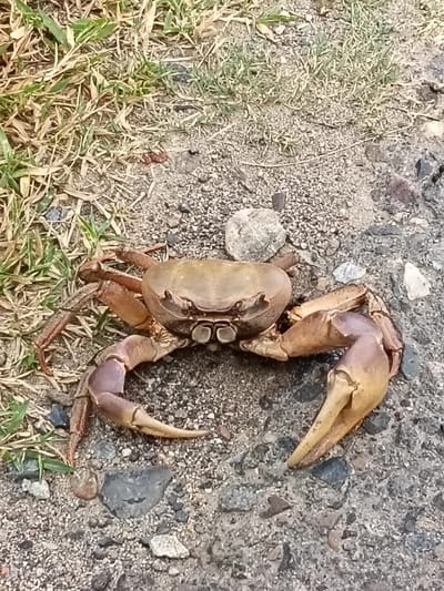 A land crab with a brownish-yellow carapace and purplish-brown legs is positioned in the center of the frame, resting on a granular surface composed of small stones and dirt. Patches of dry grass and some greenery are visible in the upper left portion of the image. The crab faces the viewer, with its claws extended outwards. The ground is a mix of gravel and soil, with scattered small stones of various colors. The scene appears to be outdoors, possibly in a natural or semi-natural environment within Sangso, Indonesia, characterized by its arid ground cover and vegetation.