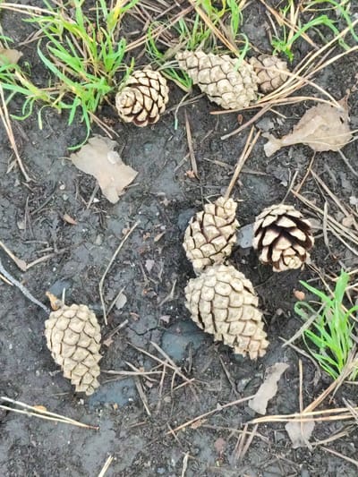 The image depicts a close-up, overhead view of several pine cones scattered on dark, damp soil. The ground is also littered with dry pine needles and a few small, dry leaves. Patches of vibrant green grass are visible in the upper left and lower right corners of the frame, suggesting an outdoor setting. The pine cones vary in size and shape, with some appearing more elongated and others more rounded. Their scales are clearly defined, showcasing the natural patterns of these forest floor elements.
The scene appears to be a natural environment, likely a forest or park. The damp soil and scattered pine needles suggest a recent rainfall or a generally humid environment. The lighting is diffused, indicating it is likely overcast or the sun is not directly overhead, possibly suggesting a cloudy day or late afternoon. There are no people or animals visible in the image, focusing solely on the natural elements. The overall impression is one of a quiet, natural scene, possibly in a woodland area of Cheremushki, Russia, given the location context. There is no visible text in the image.