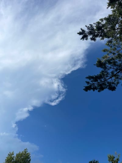 The image depicts a view looking upwards into a bright blue sky with scattered white clouds. A dark green pine tree branch extends into the frame from the top right corner, its needles sharp and defined against the sky. Another lower portion of a green tree is visible at the bottom left of the image. There are a few small, dark specks in the sky that could be birds. The location is identified as Alferyevka, Russia.