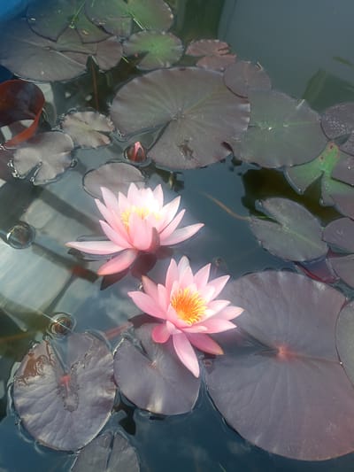 The image depicts two pink water lilies floating on dark water surrounded by lily pads. The lilies are in full bloom, showcasing their delicate petals and bright yellow centers. Some lily pads are a deep reddish-purple, while others are a dark green. There are a few closed lily buds present, along with some small bubbles on the water's surface. The reflection of overhead structures, possibly a greenhouse or a building with large windows, is visible on the water. The image appears to be a close-up, top-down view of a pond or water feature. There is no indication of the specific location in Bogotol, Russia, or any people present.