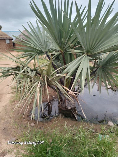 The image shows a close-up of a palm tree with large, fan-shaped leaves in the foreground. Behind the palm tree, there are several traditional mud houses with thatched roofs and some with corrugated metal roofs. The houses appear to be located in a rural or semi-rural area, with dirt ground and some sparse vegetation. There is a small pool of water near the base of the palm tree, with some debris floating in it. The sky is overcast with clouds. The bottom left corner of the image contains a watermark that reads "Samsung Galaxy A03". The scene is consistent with a location in Angwan Hausawa, Nigeria, given the architectural style of the houses and the tropical vegetation.