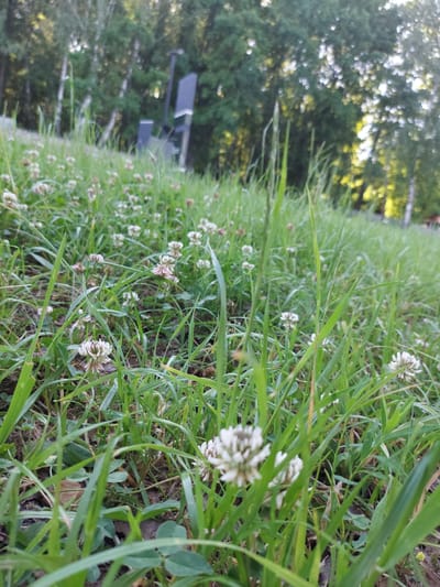 The image depicts a low-angle view of a grassy field with white clover flowers in bloom. The grass is tall and lush, with blades of varying heights. In the background, trees form a dense canopy, and a blurred, dark, rectangular structure, possibly a modern sculpture or a piece of outdoor equipment, is visible among them. The overall scene suggests a natural setting within or near a park area in the city of Razvetye, Russia, likely during daytime given the natural lighting. There are no people or discernible actions occurring in the image; it focuses on the flora and the subtle environmental details.