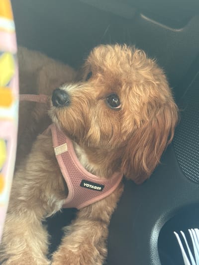 A medium shot captures a brown dog, likely a Cavapoo, wearing a pink "Voyager" harness. The dog is lying down, facing left, with its head turned slightly to the right, looking towards the viewer. Its dark eyes are wide open, and its nose is black and moist. The dog's fur is medium-length and curly, with lighter brown tones around its muzzle and ears. To the left of the dog, a portion of a pink and yellow patterned fabric item, possibly a blanket or carrier, is visible. The background consists of dark, textured surfaces, suggesting the interior of a car. The lighting is soft, highlighting the dog's features. There are no people visible in the image. The location is identified as Deerfield Beach, United States of America, though the image itself does not contain any visual cues to confirm this specific location.