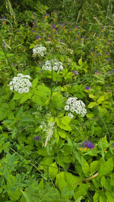 In Cekule, Latvia, a patch of wild vegetation is captured in a medium shot. The image focuses on several clusters of small white flowers, some with distinct umbel-shaped structures, interspersed with lush green foliage. The background is a blur of green leaves, with sporadic accents of tiny purple and yellow wildflowers. A single stalk of grass stands tall on the left side of the frame. The overall impression is of a natural, untamed meadow or roadside flora. There are no people or animals visible in the scene.