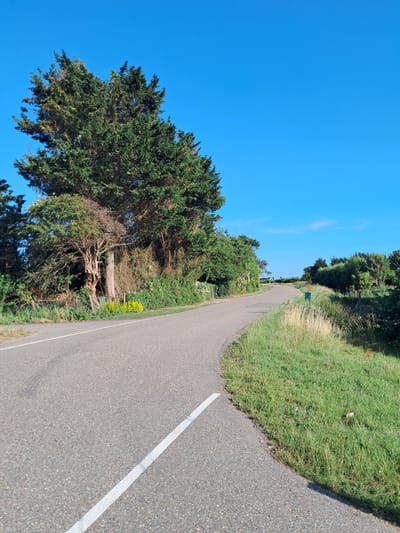 The image depicts a road curving through a landscape under a bright blue sky. The road is paved and has a white line marking its edge. To the right of the road, there is a grassy verge with some dried grass mixed in with the green. Further to the right, the ground slopes upwards and is covered in lush green grass. On the left side of the road, there are several trees, including a large, prominent conifer with dense foliage. Behind the conifer, there are other trees and bushes, creating a sense of depth. A few small yellow flowers are visible amidst the greenery near the road. The scene appears to be a rural or semi-rural setting, possibly a coastal area given the vegetation. The clear blue sky suggests fair weather and daytime. There are no people or animals visible in the image. The overall mood is peaceful and serene.