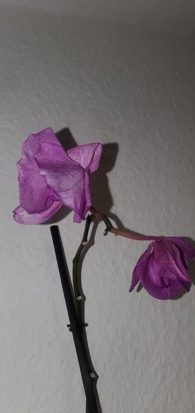 The image shows a close-up of two wilting purple orchid flowers on a stem against a textured white wall. The flowers are past their prime, with some petals appearing dry and curled. One flower is larger and more upright, while the other is smaller and droops downwards. A dark, thin stake is visible, supporting the orchid stem. The lighting casts shadows of the flowers and stem on the wall. The scene appears to be indoors, in a domestic setting, potentially in Sasbach, Germany, given the provided context. No people or specific city landmarks are discernible in the image.