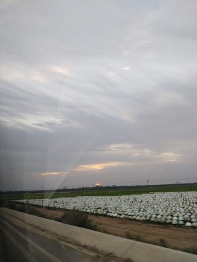 An expansive field dominates the scene, filled with rows of white spherical objects, possibly pumpkins or cotton bales. A strip of green separates the white field from the horizon. Above, the sky is overcast with streaks of gray clouds, and a faint yellow glow suggests a setting sun or a distant light source. The scene is viewed through a window, evidenced by the angled light reflection. A concrete barrier runs along the bottom.