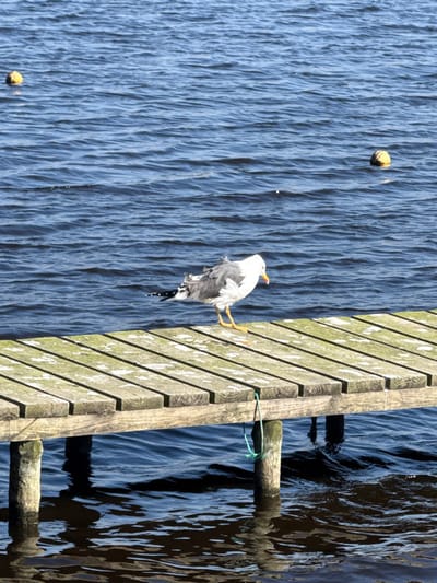 The image depicts a white and gray seagull standing on a weathered wooden pier in Praia de Mira, Portugal. The seagull, characterized by its yellow beak with an orange/red spot and yellow legs, is positioned in profile, facing slightly downward and to the left, with its feathers appearing somewhat ruffled. The pier is constructed from horizontal wooden planks, showing signs of wear and light discoloration, supported by vertical wooden posts extending into the water. A piece of green cord is tied around one of the pier's support posts. The water body is a dark blue, rippled surface, reflecting sunlight. Two spherical, yellowish-orange buoys are visible floating on the water in the background at different distances from the pier.