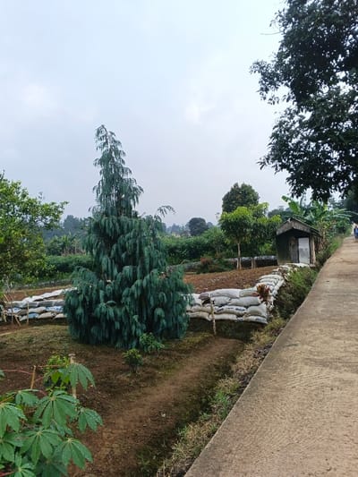 This media file presents a serene, overcast rural landscape, likely situated in Nipa, Papua New Guinea. The sky is predominantly light grey and cloudy, indicating an overcast day, possibly post-rain given the visible water droplets on some foreground leaves.
The central subject is a tall, slender conifer-like tree with distinct blue-green, weeping foliage, standing prominently on the left side of the frame. Behind this tree, and extending to the right, is a cultivated or garden area elevated by a retaining wall made of numerous stacked white sacks, possibly filled with sand or soil, with wooden stakes providing support.
Further into the mid-ground, a small, rustic shed or outbuilding with a metal roof and light-colored walls is nestled among various other green trees and shrubs. The background reveals a continuous expanse of lush greenery and distant trees, suggesting hilly terrain.
On the far right, a concrete path or walkway stretches along the edge of the scene. The lower half of a person, clad in blue pants, is visible on this path, walking away from the viewer. In the immediate foreground on the left, large, palmate green leaves, possibly from a cassava plant, are clearly visible with water droplets on their surface. The ground around the prominent tree and in the foreground is bare earth, suggesting cultivation.
The scene captures a peaceful rural setting with agricultural elements and simple structures. No visible text is discernible in the image.