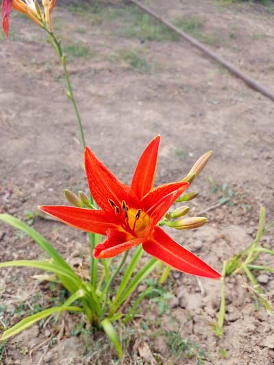 A close-up, outdoor, eye-level shot showcases a vibrant, open red lily flower in the foreground. The lily's petals are elongated and pointed, with visible red striations. At the center of the bloom, dark stamen with yellow pollen are prominent. Several unopened lily buds, pale green with reddish tips, are clustered around the main flower and its stem. Lush, green leaves sprout from the base of the plant, which is rooted in dry, brown soil interspersed with small green weeds. In the blurred background, a thin, rusty brown metal pipe runs diagonally from the upper right towards the lower left of the frame. The ground is a mixture of dirt and sparse vegetation. The sky is not visible. This scene is situated in Verkhniy Baskunchak, Russia.