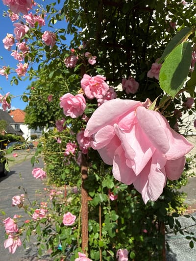 An extreme close-up shot focuses on the delicate pink petals of a rose in bloom, its velvety texture and soft curves illuminated by natural sunlight. The rose is part of a climbing rose bush, with other pink blossoms and green foliage creating a lush backdrop. The bush is supported by a weathered, rusty metal trellis structure. In the softly blurred background, a glimpse of a street in Oldenburg, Germany can be seen. The street is lined with residential buildings with terracotta roofs, and a parked car is visible. The scene is set on a bright, clear day, with a vibrant blue sky peeking through the rose leaves. The overall impression is one of natural beauty and a serene urban garden setting.