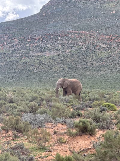 This image presents a natural landscape featuring a lone elephant in a mountainous, vegetated region. The adult elephant, with a light grey-brown hide and visible tusks, is positioned on a sloping hillside covered in dense, low-lying green and greyish-green scrub and bushes. The ground beneath the vegetation appears to be a reddish-brown soil.
The elephant is captured in profile, facing towards the left of the frame, with its trunk slightly lowered, suggesting it is either moving through the brush or possibly grazing. The immediate foreground and midground consist of this bushy terrain.
In the background, a large mountain range dominates the scene, stretching across the frame. These mountains are uniformly covered in dense, dark green vegetation, appearing rugged and expansive. A portion of the sky, with white clouds, is visible in the upper left corner, indicating daytime conditions with overcast or soft lighting.
The scene depicts a wild environment typical of parts of South Africa, specifically within the Witzenberg Local Municipality, showcasing the region's unique blend of shrubland and mountainous topography inhabited by large wildlife. There is no visible text in the media file.