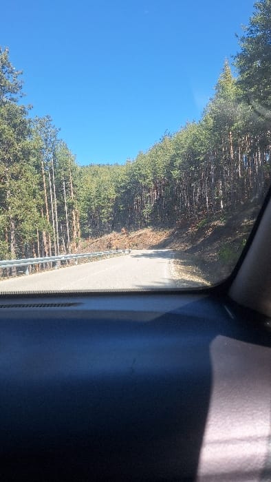 The scene depicts a paved road in Slashten, Bulgaria, observed from inside a vehicle. The asphalt road curves gently left and ascends into a dense forest of tall evergreen trees that line both sides, suggesting a mountain or hilly pass. A silver metal guardrail runs along the left edge of the road. The sky overhead is clear and uniformly blue, indicating bright daylight conditions. The vehicle's dark-colored dashboard occupies the lower foreground, with a portion of the right A-pillar visible on the frame's right edge. No individuals, animals, or other vehicles are discernible on the road or in the immediate environment.