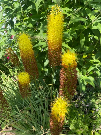 In Nikolayevka, Russia, an outdoor scene features several tall, spike-shaped yellow flowers with brown, dried lower portions, set against a backdrop of lush green foliage. The flowers are in various stages of bloom, with the uppermost parts bearing bright yellow, feathery blossoms and the lower sections showing a gradient of color from yellowish-brown to dark brown. The surrounding environment consists of dense, leafy green plants and some smaller, low-lying purple and yellow flowers. The lighting suggests a sunny day, casting shadows and highlighting the textures of the plants. There are no people or animals visible in the image. The overall scene is a close-up view of a garden or natural floral display.