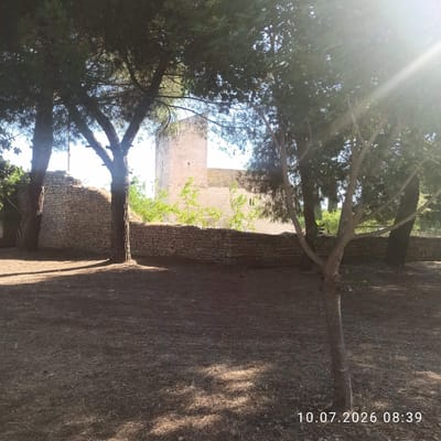 A photograph shows a stone wall with trees in the foreground and a building with a tower in the background. The ground is covered with dry leaves and twigs. The image has a watermark that reads "10.07.2026 08:39". The building appears to be an old church or historical structure, possibly located in Terlizzi, Italy, a region known for its ancient architecture and stone construction. The lighting suggests it is morning.