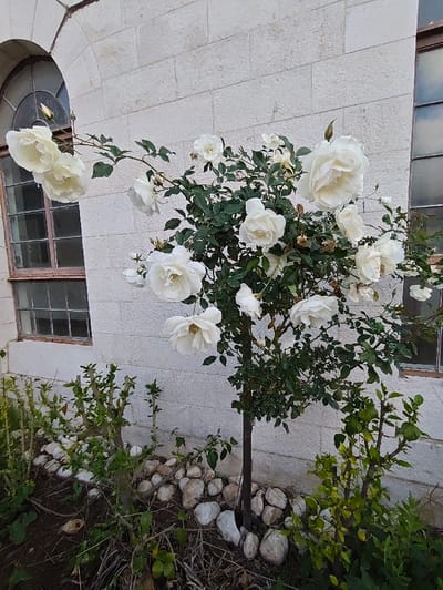 The image captures a vibrant white rose bush, or a rose tree trained with a single trunk, blooming against a light-colored stone wall. The rose plant is laden with numerous large, open white roses, some showing a subtle creamy or yellowish tint at their centers, alongside several undeveloped rosebuds. The foliage of the rose bush is a healthy, dark green.
The background features a building wall constructed from light-toned, rectangular stone blocks laid horizontally, with clearly visible mortar lines. To the left of the rose bush, a tall, arched window is partially visible, with multiple panes and a dark frame. The arch of the window is integrated into the stone architecture. A portion of another rectangular window, also with dark frames and multiple panes, can be seen on the right side of the image, higher up the wall.
At the base of the rose bush, a decorative border of smooth, light-colored, rounded stones or pebbles is arranged in a semicircular pattern. The ground in the immediate foreground is dark soil. On either side of the main rose plant, other green bushes or plants are growing; some appear to have been recently pruned or cut back, indicated by visible cut stems and new growth.
The lighting is soft and diffused, without harsh shadows, suggesting either an overcast day or the gentle light of early morning or late afternoon. The scene conveys a serene and natural aesthetic, highlighting the beauty of the white roses against the textured stone backdrop. No text is visible in the image.