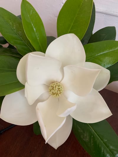 A close-up, overhead shot captures a large, white magnolia flower with waxy green leaves. The flower's petals are arranged in multiple layers, with the outer ones broader and slightly curled, and the inner ones more delicate and cup-shaped, revealing a pale yellow stamen in the center. The leaves are glossy and deep green, providing a vibrant contrast to the creamy white of the bloom. The flower and leaves rest on a dark, polished wooden surface, possibly a table. The background is a textured, off-white wall. The scene is static and focuses solely on the floral arrangement, with no people or animals present. The lighting is soft and diffused, highlighting the textures and forms of the subjects.