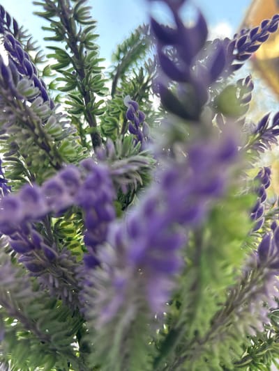 The image shows a close-up, upward-facing view of artificial lavender and green foliage against a bright, slightly hazy sky. The purple lavender flowers are out of focus in the foreground, with sharp green leaves and stems visible further back and towards the top of the frame. The overall impression is that of a bouquet or decorative arrangement, possibly placed outdoors given the sky. There is no discernible location in Leyptsig, Russia, or any other specific geographical context within the image itself.