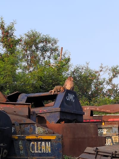 The image depicts two monkeys perched atop a large, rusty industrial container. The container is dark blue and has the letters "JMC" printed on its side. One monkey is larger and appears to be sitting upright, looking to the left. A smaller monkey is positioned next to it, appearing to be lying down or crouched. In the background, lush green trees with some reddish-brown foliage are visible against a clear blue sky. Below the "JMC" container, another rusty container is partially visible with the word "CLEAN" painted on it in white letters with a yellow outline. The overall scene suggests an outdoor industrial or junkyard setting. Without further information, the specific location within Jammu, India cannot be definitively determined.