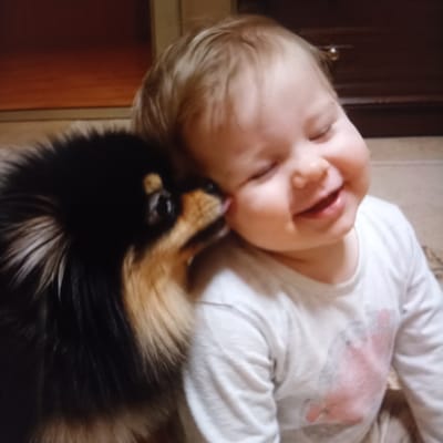 In this close-up, medium-angle shot, a young child with blonde hair and closed eyes is being licked on the cheek by a small, dark-colored dog, likely a Pomeranian. The child appears to be smiling, with chubby cheeks and an open mouth, suggesting happiness or amusement. The dog's tongue is visible as it interacts with the child's face. Both subjects are wearing light-colored clothing.
The background is softly focused, showing a wooden surface in the upper left corner and a darker, possibly wooden surface with a drawer pull in the upper right. The lighting suggests an indoor setting, possibly a home. The overall atmosphere is one of warmth, affection, and playfulness between the child and the dog. There is no visible text in the image. The location context is provided as Chekhov-2, Russia.