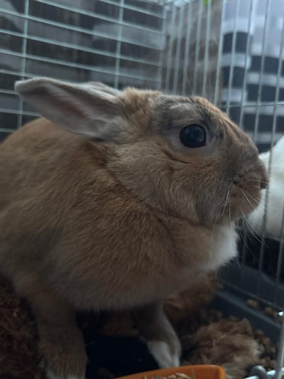 A medium close-up shot, captured from a low angle, shows a brown rabbit inside a cage. The rabbit is positioned in the center of the frame, with its head turned to the right. Its fur is a mix of brown and tan, with a patch of white fur on its chin. The rabbit's eye is dark and appears to be looking off to the side. The background is blurred, but the bars of a cage and some of the rabbit's bedding are visible. The lighting is dim, with a slight glare on the rabbit's fur. The image is composed in a vertical format. There is no identifiable information within the image that would indicate a location in Shepetivka, Ukraine.