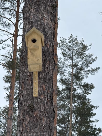A light-colored wooden birdhouse is affixed to the trunk of a large, mature pine tree in a forested area of Mishkino, Russia. The birdhouse features a pitched roof, a circular entrance hole centered on its upper face, and a short perch immediately below the entrance. It is vertically oriented and secured to the tree by a light-colored wooden strip fastened with at least six visible screws. The foreground tree exhibits dark, deeply textured bark. In the background, numerous other tall pine trees are visible against an overcast, uniformly light grey sky. No individuals or animals are present in the scene.