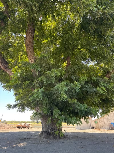 An outdoor scene depicts a large, mature tree with dense green foliage, its thick trunk textured with rough bark. A circular hole is visible in the trunk of the tree. In the background, a farm field stretches towards the horizon, dotted with what appear to be agricultural implements. A rustic, weathered barn or outbuilding stands to the right of the tree, its pale wooden exterior showing signs of age. The ground is covered in gravel and scattered leaves. The sky is clear and blue. The image appears to be taken in a rural or agricultural setting, possibly on a farm in Woodland, California.