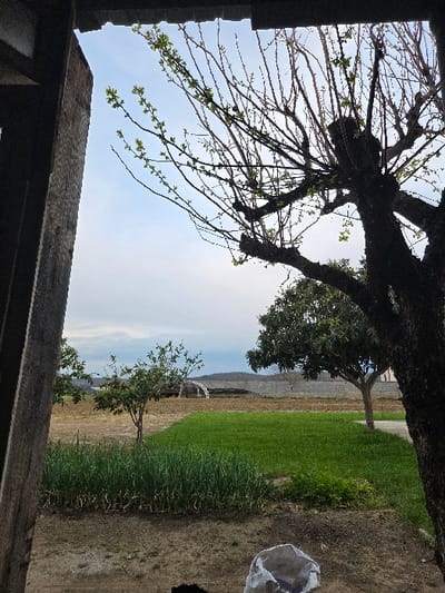 The image captures an outdoor scene in Negorci, North Macedonia, viewed through a dark, rough-hewn wooden frame on the left and top. The foreground consists of dark, disturbed soil, with a partially open white sack containing dark material visible at the bottom-right. Immediately beyond this, a patch of vibrant green, vertically growing plants, possibly onions, is visible on the left. To the right of the plants, a neatly mown area of bright green grass is present.

Two prominent trees are visible: a large, dark-trunked deciduous tree with numerous branches displaying early green buds dominates the right side of the frame, and a smaller tree with dense green foliage stands in the mid-ground center-right. Further back on the left, another smaller, leafy green tree is present.

The background features expansive, light brown tilled agricultural fields. A distinctive white, arched structure, resembling a greenhouse frame, is situated in the mid-left field. A low, dark barrier or wall extends horizontally across the distant background, separating the fields from a lighter-toned terrain beyond. The sky above is partly cloudy, displaying varying shades of light blue and grey. No people are visible.