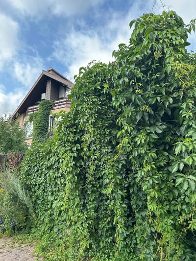 This is a medium-angle, outdoor, eye-level shot of a building with extensive vine growth. The building appears to be a house or a small apartment complex, with a gabled roof and a balcony. The walls are a pale yellow, with brown trim around the windows and roof. The roof is covered in dark brown tiles. A significant portion of the building is obscured by dense green vines, which cover the walls and climb up towards the roof. Some of the vines are growing over a railing on the balcony. The vines are also growing over a fence in the foreground, which is partially visible. To the left of the building, there are some smaller trees and bushes. The ground in the foreground is paved with reddish-brown bricks, and there is some grass and weeds growing between the bricks. The sky is visible in the upper portion of the image and is blue with scattered white clouds. The scene is likely located in Yurlovo, Russia, given the architectural style and the presence of lush vegetation. There are no people or animals visible in the image.