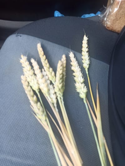 A bunch of wheat stalks lies on a dark grey, textured surface, likely a car seat, in Lativka, Ukraine. The stalks are mostly light yellow with some green accents, and the grains are clearly visible at the top of each stalk. The background is dark and out of focus, with a glimpse of a blue plastic bag and a piece of bread wrapped in clear plastic to the right. The scene appears to be indoors, possibly in a vehicle. There are no people visible in the image.