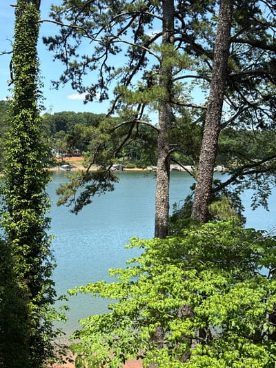 The image shows a view of a lake in Gainesville, United States of America. In the foreground, there are several trees, including a tall tree covered in ivy on the left and two pine trees in the center. Lush green foliage is also visible in the foreground. The lake is a vibrant blue and appears calm, with gentle ripples on its surface. In the background, across the lake, there is a shoreline with dense green trees and a few houses and boat docks visible. The sky is blue with scattered white clouds. The scene is bathed in natural sunlight, indicating a clear day.
