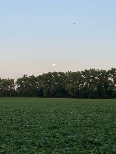 In an agricultural field outside of Ivanhorod, Ukraine, a field of green crops stretches towards a line of dense trees. Above the trees, the moon is visible in a pale blue sky, and a small bird is seen flying high above the landscape. The image captures a serene, rural evening scene.