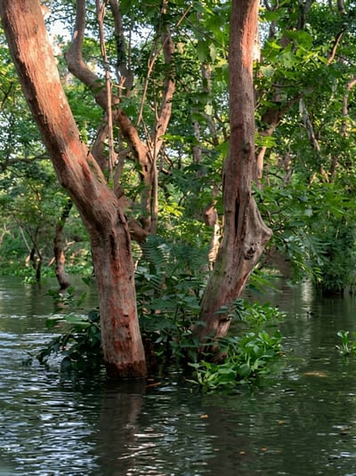 The image depicts a flooded forest environment in South Nikom, Cambodia. Two prominent tree trunks, with reddish-brown bark, stand in the foreground, partially submerged in dark, rippling water. Lush green foliage and smaller plants surround the base of these trees and extend into the water. In the background, more trees and dense vegetation create a verdant canopy. The water appears calm, with reflections of the trees and sky visible on its surface. The scene conveys a sense of natural tranquility and the unique ecosystem of a waterlogged forest.