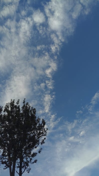 A bright blue sky is filled with scattered, wispy white clouds. The clouds vary in density, creating a textured appearance. The upper portion of a dark green tree occupies the lower right corner, its branches and foliage silhouetted against the sky. The overall impression is one of a clear, sunny day with a hint of nature.