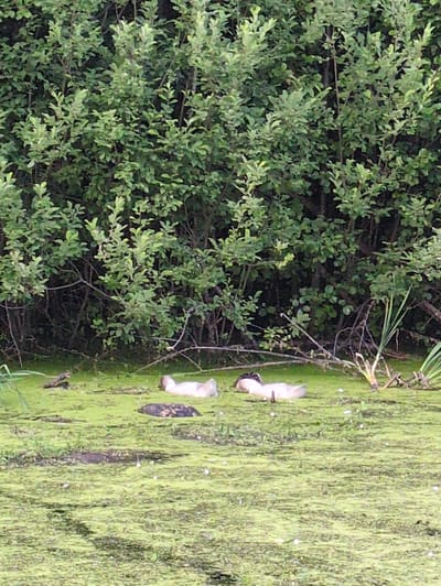 The image depicts a wetland environment with dense green foliage in the background, likely a park or natural area in Velikovo, Russia. In the foreground, several subjects are present in the water, which is covered in a thick layer of green algae or duckweed.
There are three visible ducks in the water. One duck, on the far left, is mostly submerged, with only its head and a small portion of its back visible. Its head appears to be dark in color. Two other ducks are further to the right. The middle duck is lying on its side with its head and neck extended, showing light-colored feathers on its underside. To its right, another duck is also resting, with its head up and appearing to be facing left. Its body is mostly submerged, and its visible feathers are white.
A small, dark-colored object, possibly a frog or a small reptile, is also visible on the algae-covered water to the left of the ducks. In the far background, the dense green leaves of trees or shrubs create a wall of vegetation. Some thin, dry branches are visible in the water among the vegetation. The overall impression is a peaceful, natural scene in a body of water choked with vegetation.