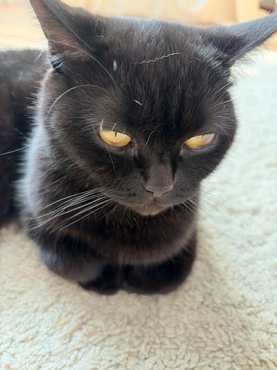 A black cat with yellow eyes sits on a cream-colored, fluffy rug. The cat's head is turned slightly to the right, and it is looking down. The background is blurred, but appears to be a wooden surface. The image is a close-up shot, focusing on the cat's face and upper body. There is no indication of the city of Leninsk-Kuznetskiy, Russia, in the image or its surrounding context.