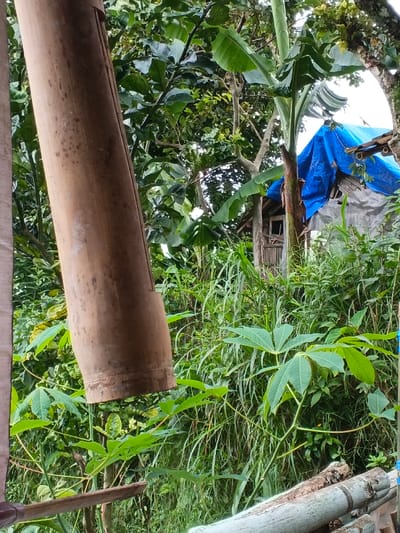 Lush greenery fills the frame, highlighting a rustic scene. A large bamboo pole stands prominently on the left. In the background, a weathered wooden structure is visible, partially covered by a blue tarp. Wild grasses and plants flourish, obscuring the lower portion of the hut. Scattered pieces of bamboo lie near the base of the frame, blending into the overgrown vegetation. The overall impression is one of natural abundance and rural living.