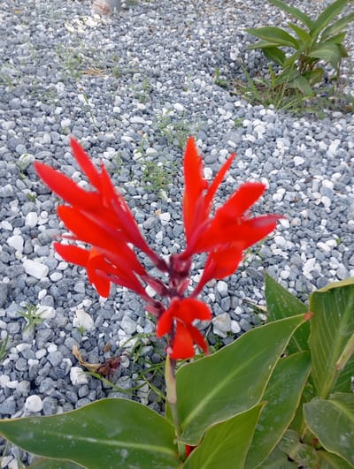The image shows a close-up of a vibrant red Canna Lily flower in full bloom. The flower is the main subject, with its petals unfurling in a starburst pattern. The background consists of a bed of grey and white gravel, with small green shoots of grass emerging between the stones. In the upper right corner, the broad green leaves of another Canna Lily plant are visible, indicating it is part of a garden or landscape. The lighting suggests it is daytime, likely outdoors, with the sunlight illuminating the flower and gravel. The image does not provide any specific clues about the city of Ararat, Armenia, beyond the possibility of this being a scene from that location.