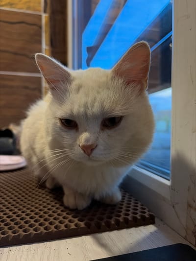 A white cat is sitting on a brown mat. The cat is looking down and to the left. The cat has long white whiskers and large pointed ears. The cat's fur is fluffy and white. The background is a window with blue blinds. There is a wooden wall to the left of the cat. The scene is indoors.