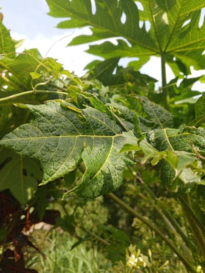 The image displays a close-up, upward-angled view of dense green foliage, consistent with a tropical environment in Limbangan Sari, Indonesia. A prominent, large, dark green papaya leaf, characterized by its deeply lobed structure and visible venation, occupies the foreground. Its surface exhibits some natural textures and minor irregularities. Surrounding this central leaf, additional green leaves and stems, including more papaya leaves and smaller vine-like vegetation, are visible at varying depths of field, primarily in the midground and background. The upper portion of the frame reveals a bright, diffuse light source, consistent with an overcast or hazy daytime sky. In the lower right background, out-of-focus clusters of small, light-colored flowers, possibly pale yellow or white, are partially visible amidst dense green undergrowth. No human subjects, animals, or specific actions are depicted.