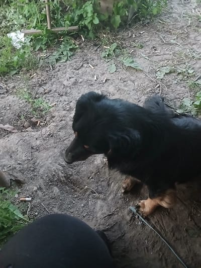 The image shows a black dog with tan markings on its legs, lying on the ground in what appears to be a yard. The ground is covered with dirt, leaves, and scattered cigarette butts. There is also some green vegetation in the background. A person's black pants are visible in the lower left corner of the image. The overall scene suggests an outdoor setting, possibly in a rural area. There is no specific information to indicate the location in the city of Hlushky, Ukraine.