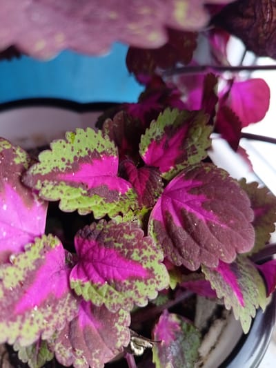 The image shows a close-up view of Coleus plant leaves. The leaves display a vibrant pattern of pink, green, and dark red colors, with serrated edges. Some leaves appear to have small water droplets on them. The background is blurred, with hints of blue and white. The plant is likely in a pot, as suggested by the dark rim visible at the bottom of the frame. There is no indication of location in the city of Nurlat, Russia.
