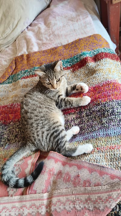 A tabby cat is resting on a colorful crocheted blanket draped over a bed in Ugrevo, Russia. The cat is lying on its side, with its head resting on its paws and its legs extended. Its fur is a mix of gray, black, and white, with distinct tabby markings. The blanket features a vibrant pattern of horizontal stripes in shades of orange, yellow, red, green, and purple. The background is blurred, but suggests a domestic indoor setting. A portion of a wooden furniture piece is visible on the right side of the frame. A timestamp "2026/07/26 06:36" is overlaid on the bottom left of the image.