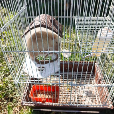A light-colored rodent, likely a hamster or gerbil, is inside a white wire cage. The rodent is peeking out from beneath a small, brown, house-shaped structure with a peaked roof, also made of wire. The cage contains a white plastic platform with a circular opening, a brown plastic food dish filled with small brown pellets, and a water bottle with yellow liquid. The cage is situated outdoors, with green grass and foliage visible through the bars. The sunlight suggests it is daytime, likely sunny. The overall scene depicts a pet rodent in its enclosure.
